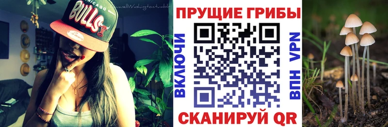 как найти наркотики  Берёзовка  Псилоцибиновые грибы ЛСД 